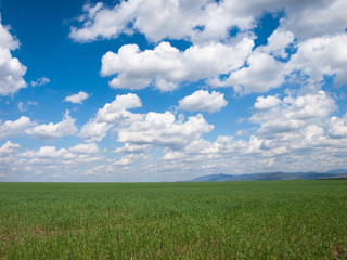 Obraz premium green field background