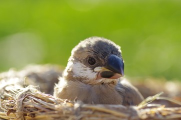 padda oryzivora　文鳥の雛