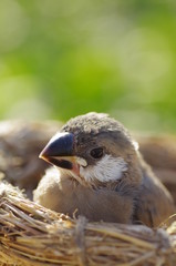 文鳥の雛　‐padda oryzivora‐
