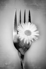 Daisy&Fork - artistic picture - obrazy, fototapety, plakaty