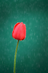 Rote Tulpe im Sommerregen