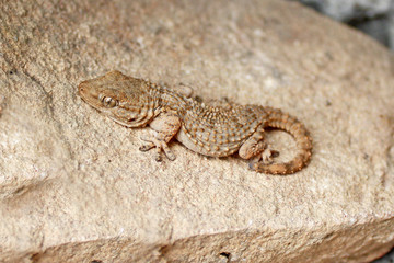 Gecko aux aguets