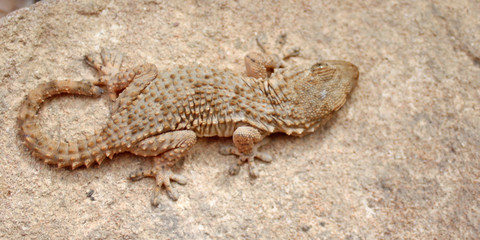 gecko sur la pierre