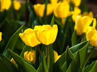 Obraz premium yellow tulips