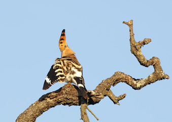 hoopoe