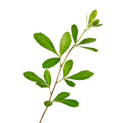 close up of branch