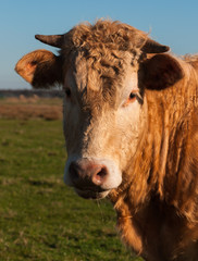 Portrait of a brown cow with horns