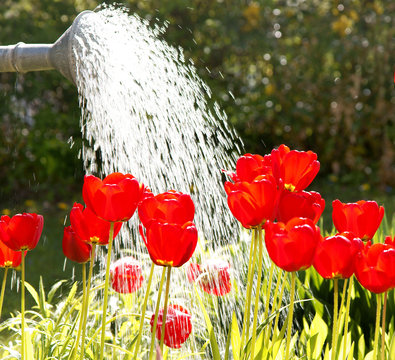Blumen gie&szlig;en