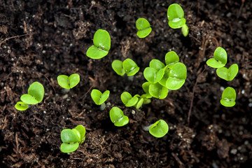 Young plants in the soil, seedling