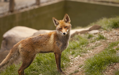 Naklejka na ściany i meble Closeup of a beautiful fox in semi aware of any movement