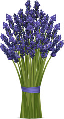 Fototapeta premium lavender bunch