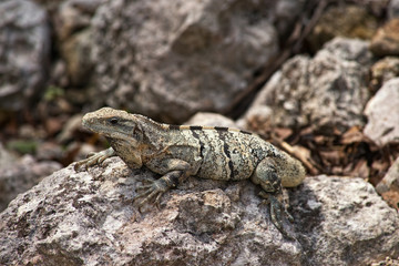 Green Iguana perched on the rocks, Chichen Itza, Yucatan, Mexico