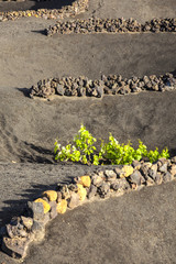 A vineyard in Lanzarote island, growing on volcanic soil