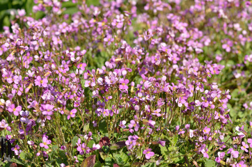 Obraz premium Massif d'aubriettes