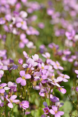 Macro d'aubriettes