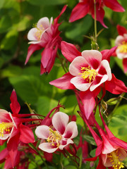 Columbine Flower Crimson Star