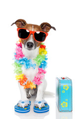 dog as tourist with hawaiian lei