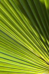 Obraz premium beautiful pattern of palm trees