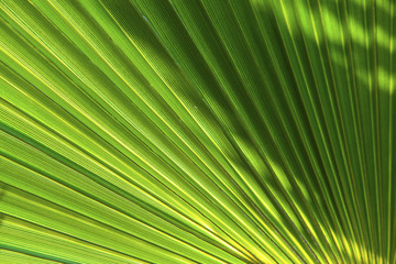 beautiful pattern of palm trees