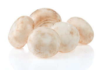 mushroom isolated on white