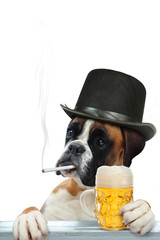 Boxer 298