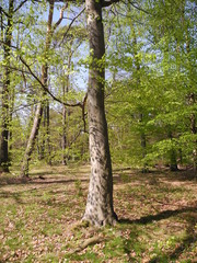 Buchenwald im Frühling