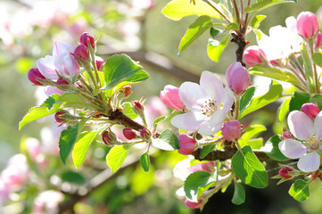 Frühling 188