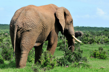 Fototapeta na wymiar Słoń, Addo Elephant National Park, Republika Południowej Afryki