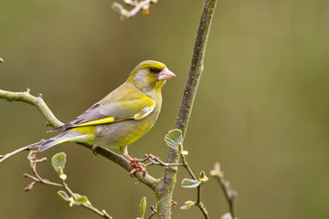 Greenfinch on a branch
