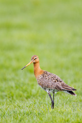 Black Tailed Godwit at a green background