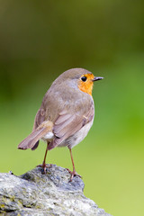 Fototapeta premium Robin bird