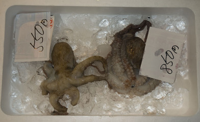 Octopus, seafood market, Japan