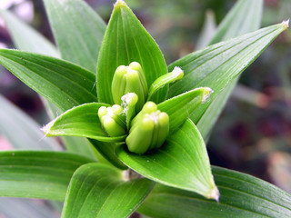 green plant leaves, nari plants in a garden