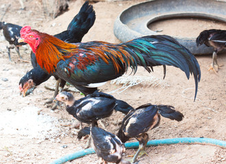 thai rooster with the family