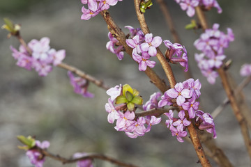 Blooming daphne mezereum