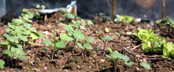 green seedling