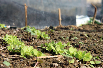 green seedling