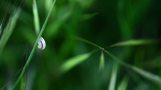 Swaying weed with little snail