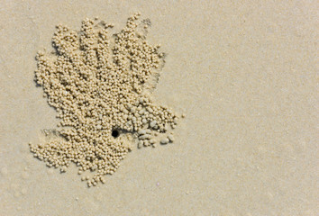Beach sand and crab markings