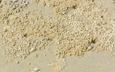 Fototapeta na wymiar Crab on beach sand and crab markings
