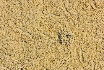 Beach sand of crab markings