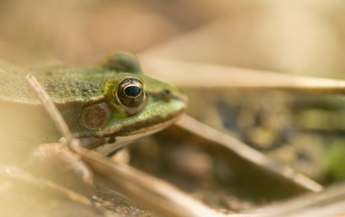 Pelophylax lessonae syn. Rana lessonae