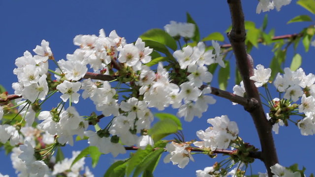 Blossoming cherry tree on blue sky background