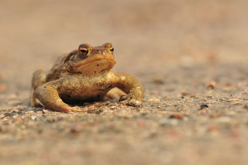 Bufo bufo