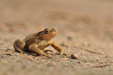 Bufo bufo