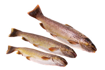 European trout (Salmo trutt