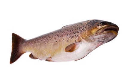 European trout (Salmo trutt