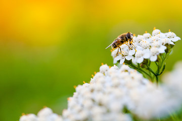 Bee on a flower in spring day