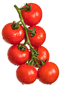 Tomaten (Rispe) freigestellt vor weiss