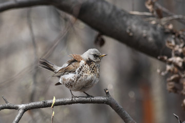 Fieldfare, (Turdus pilaris)